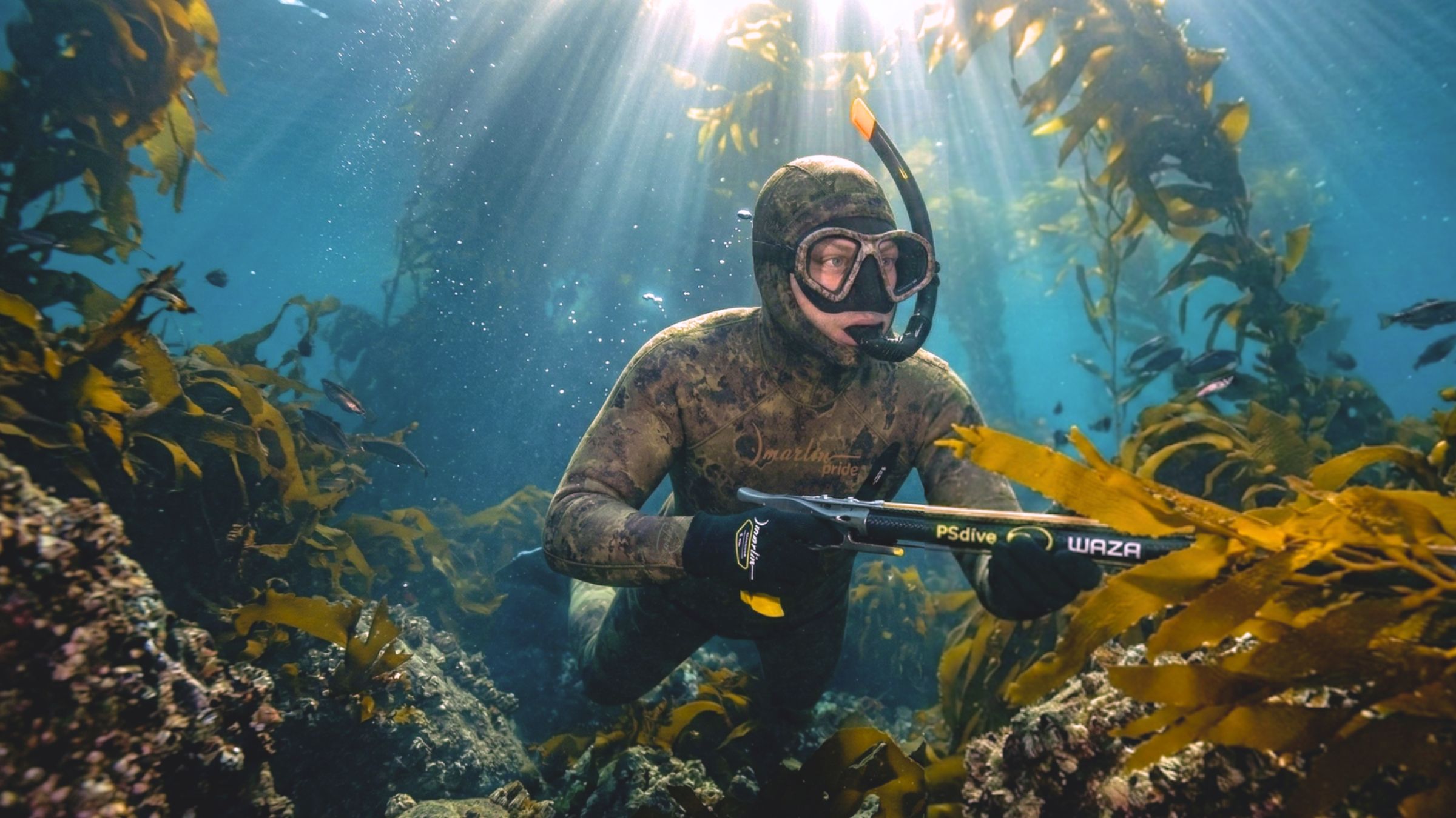 Mimetismo excepcional entre algas y kelp gracias a su patrón de camuflaje Oliva.